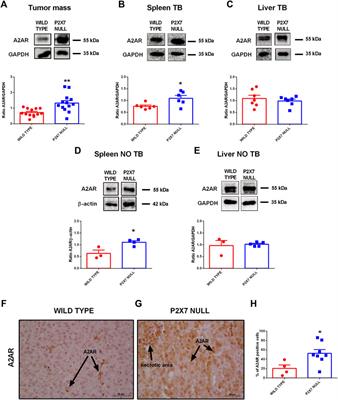 A2A Receptor Contributes to Tumor Progression in P2X7 Null Mice